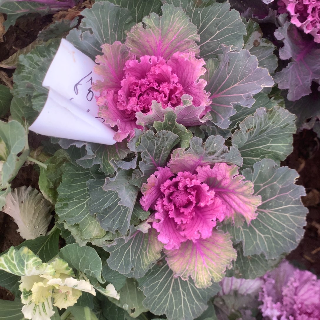 冯***宝3717甘蓝多多肉植物