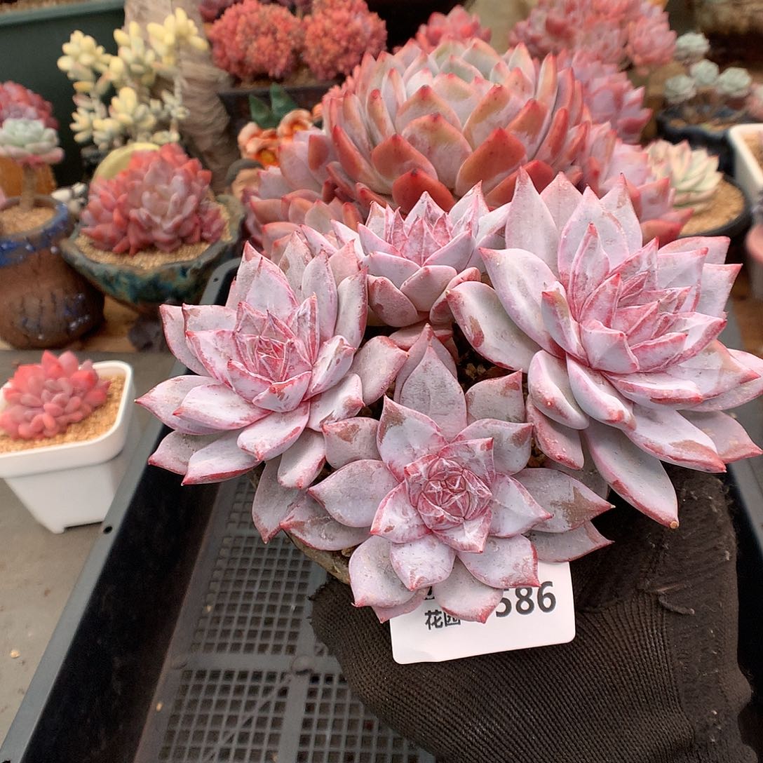 586粉蓝鸟多肉植物