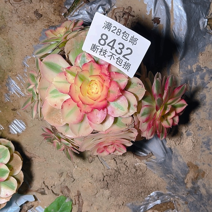 8432倾城多肉植物