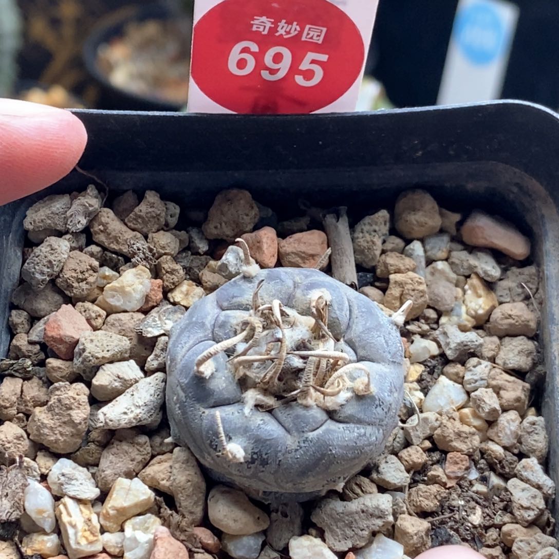 实生老乌丸娇丽2.6cm