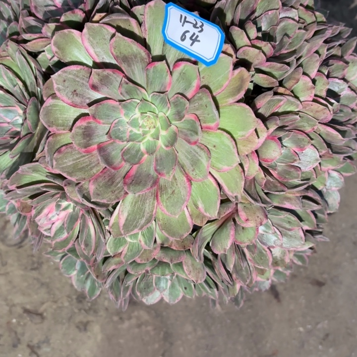 莲花座多肉法师不包损64