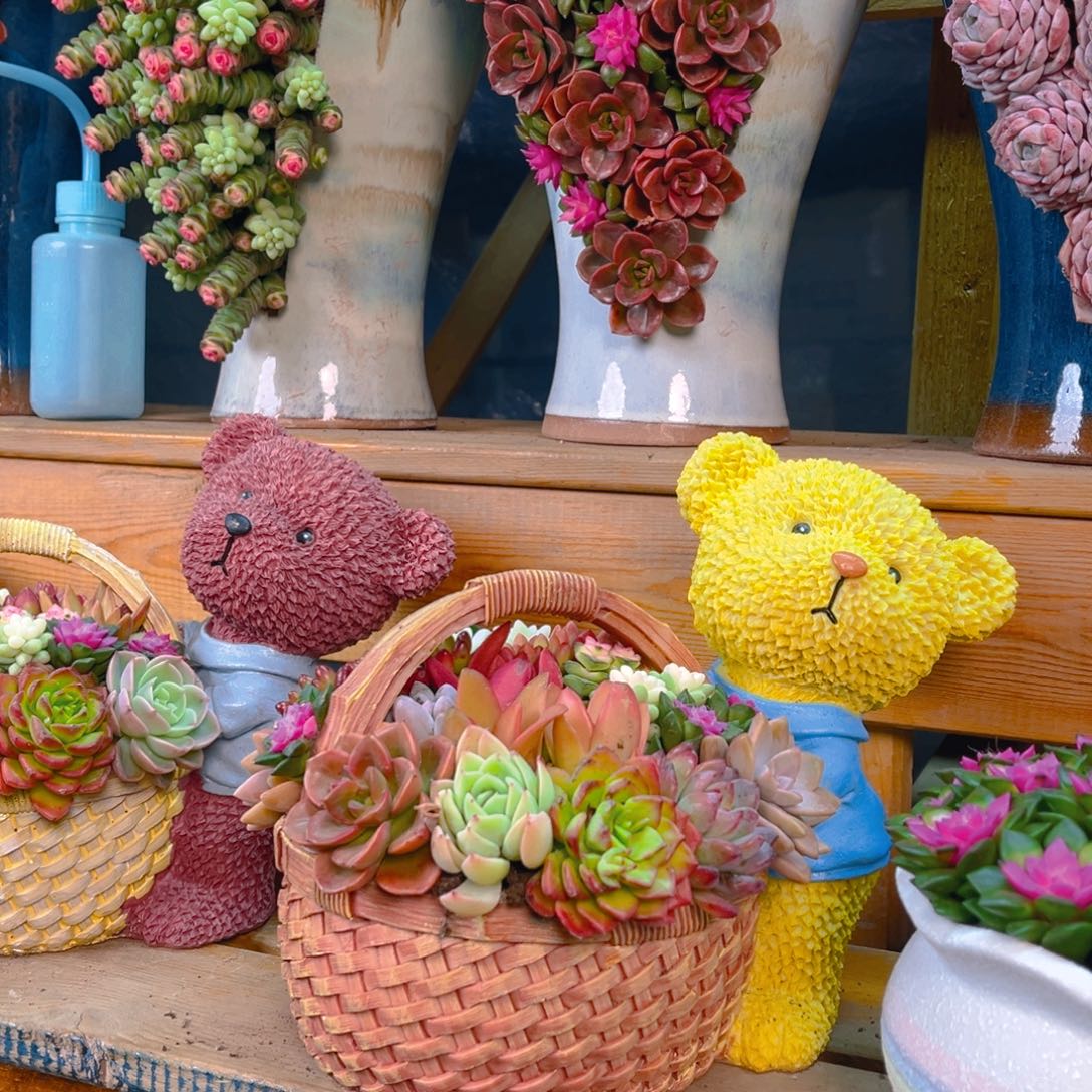 这个是真的好看的小熊