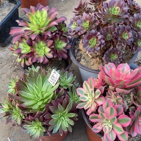 831四颗满25包邮多肉