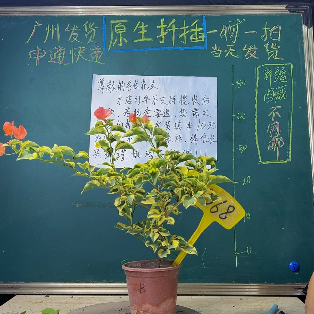 当前无花栽培后可以开花福利 橙冰  368