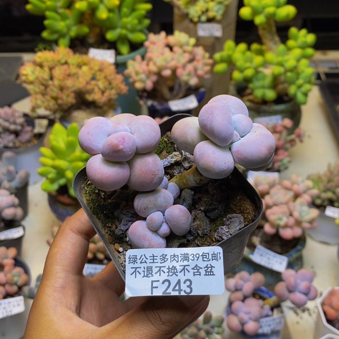 243芭比奶多肉6cm