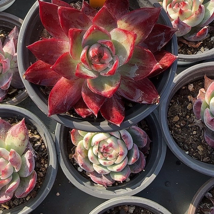 糯***饭67 惊鸿仙子多肉植物7-9cm