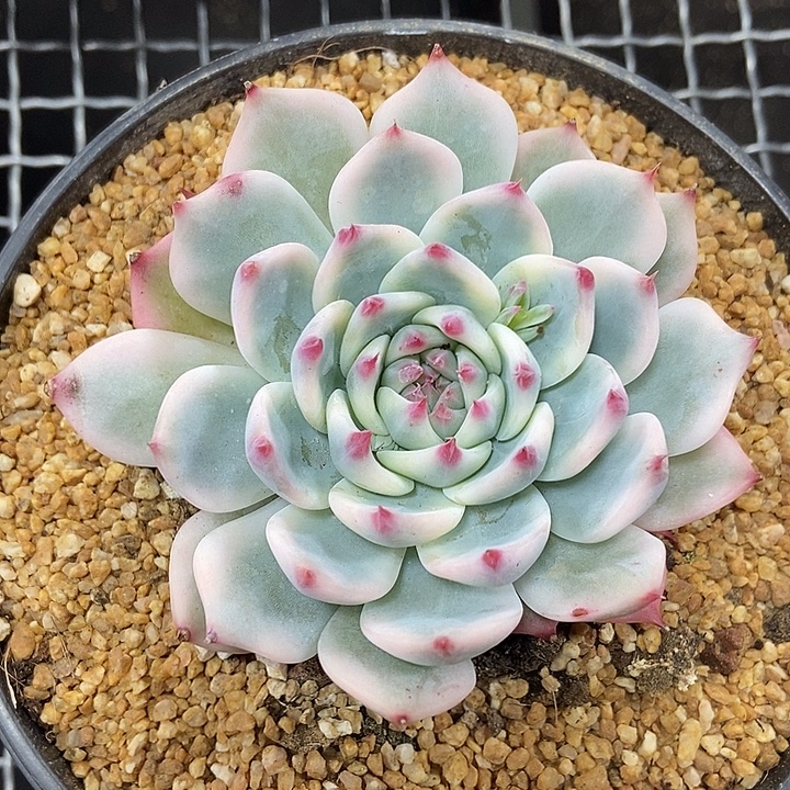吉娃娃锦多肉植物