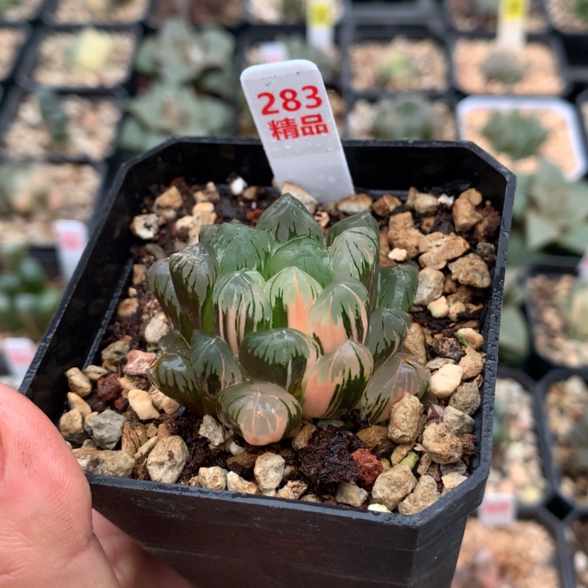 【闪购商品】283玉露