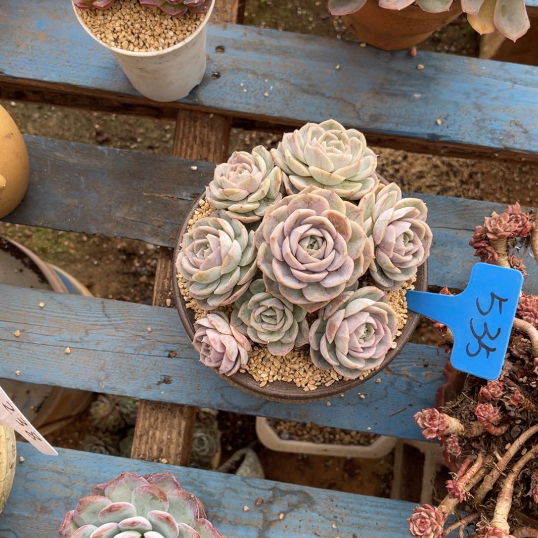 ?**?535蓝色惊喜多肉植物