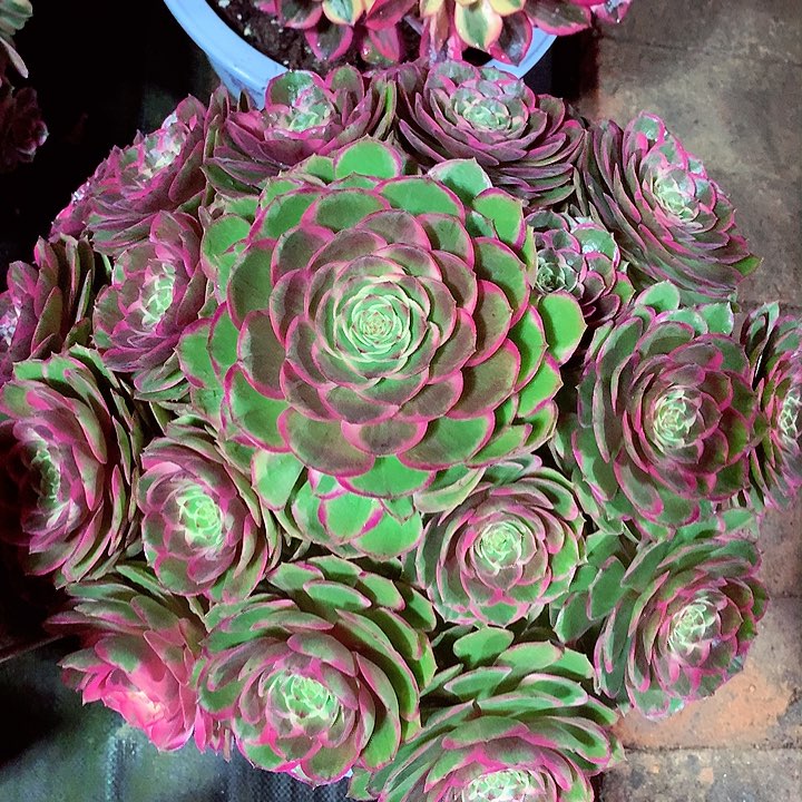 粉花妖啊啊啊啊啊