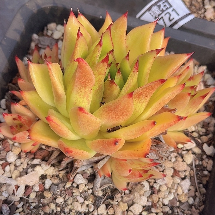 东云拉斯锦2722多肉植物