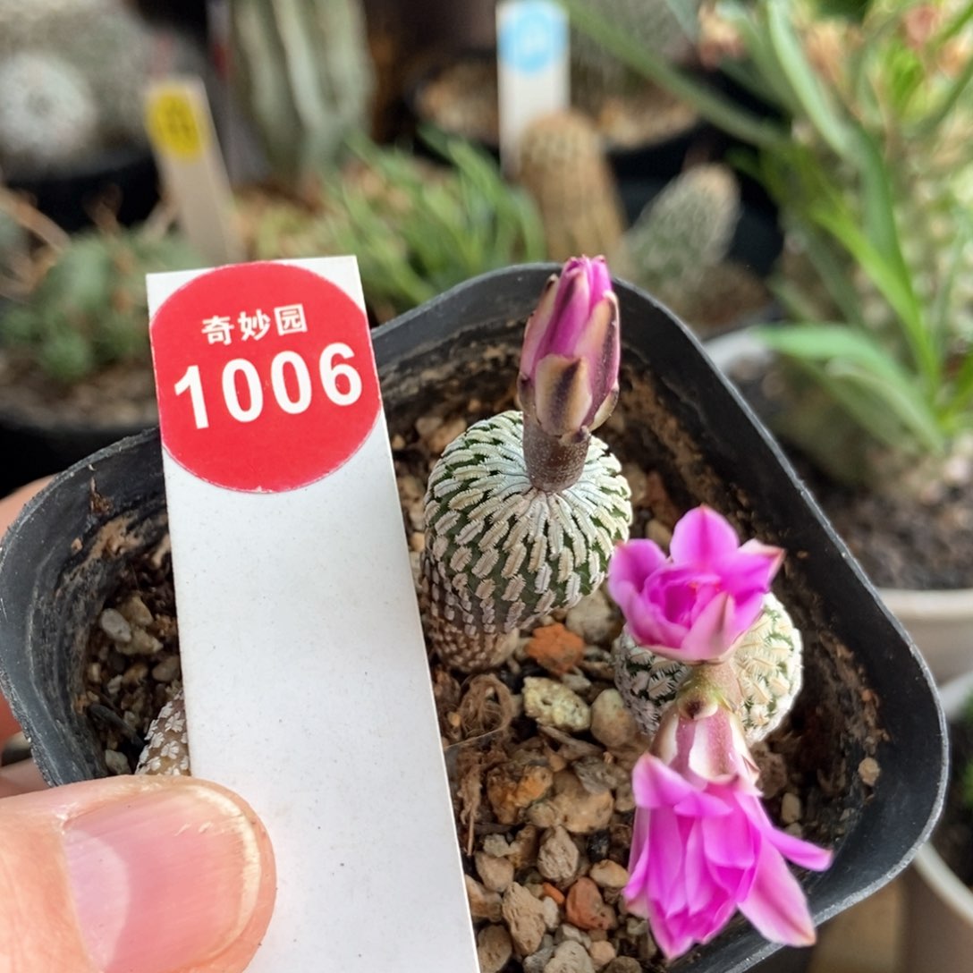 浓赤花精巧殿两颗