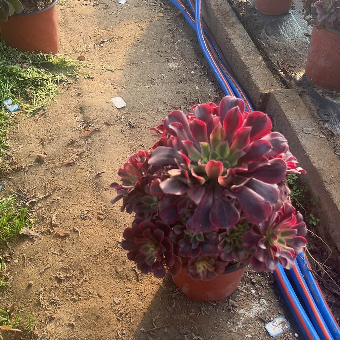 13美杜莎法师多肉植物