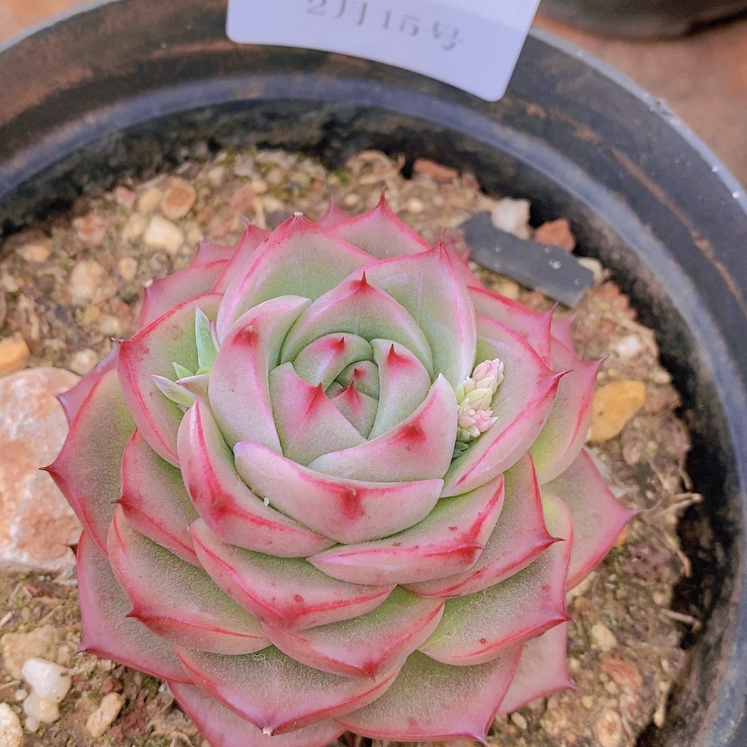 【闪购商品】云64号