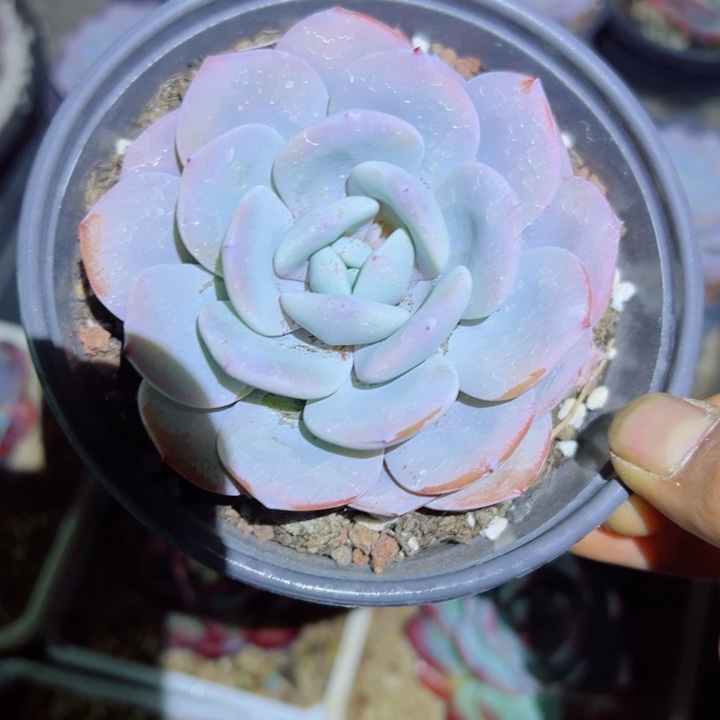 精品多肉植物老桩