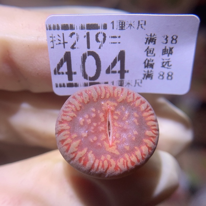 精品生石花219.404