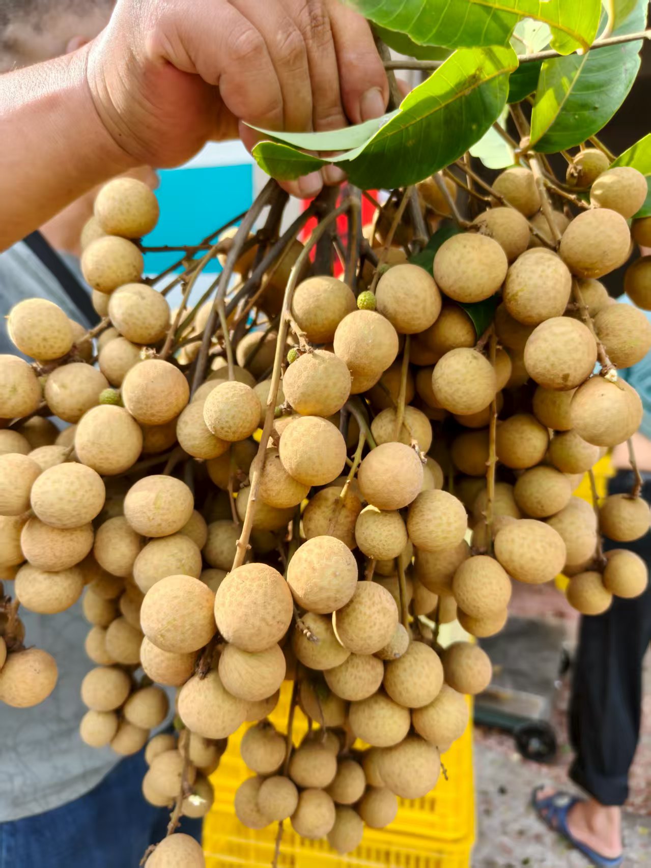 石硖龙眼新鲜现摘清甜广东茂名当季水果