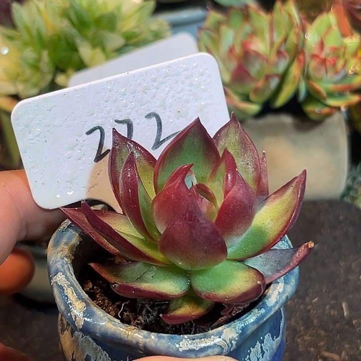 惊鸿一物一拍包装收缩花旱