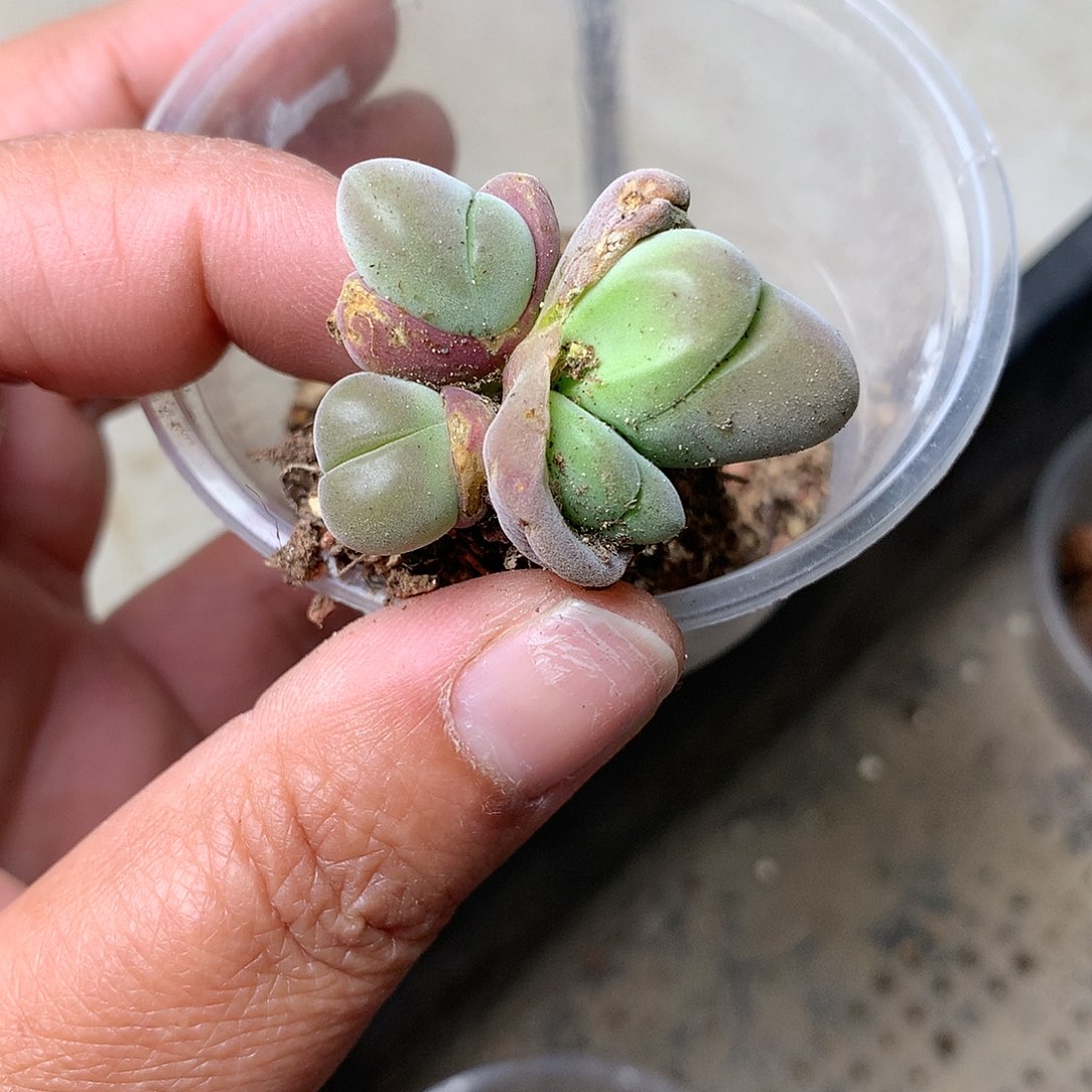 T598多肉植物保护研究所