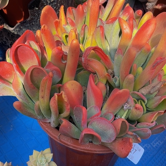 冰*师火狐狸1827多肉