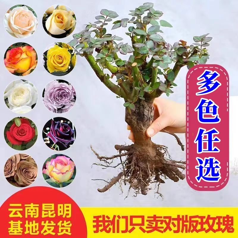 【云南四季开】花切花玫瑰老桩四季玫瑰花茶室盆景可种耐寒耐冻12