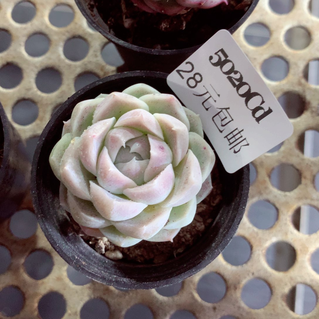 5厘米盆精控多肉5020