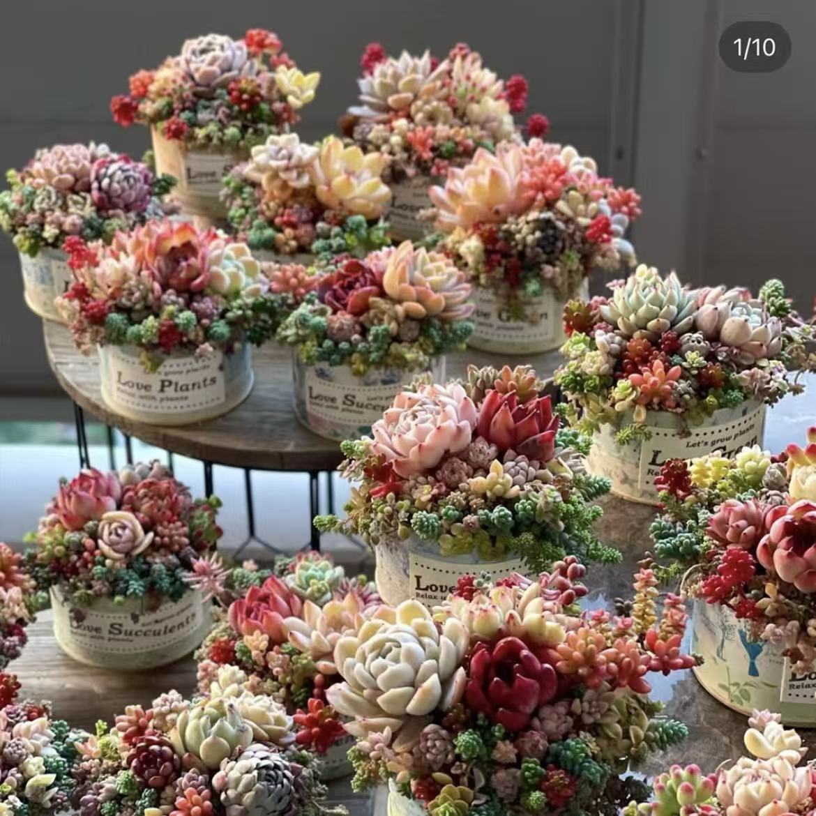 【综合链接4】多肉植物组合套餐新手好养盆栽绿植 