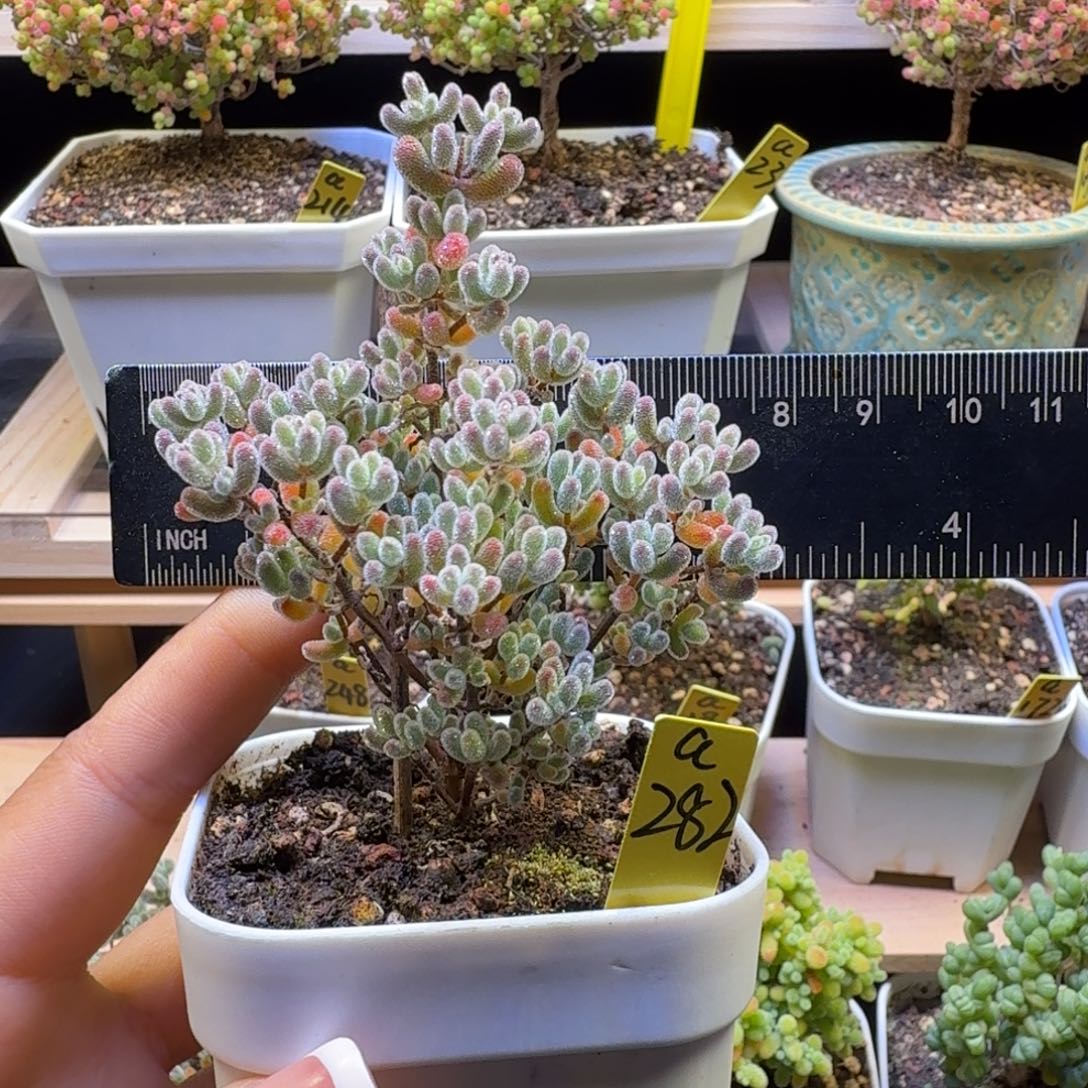 柠****a282号冰晶冠服7厘米左右