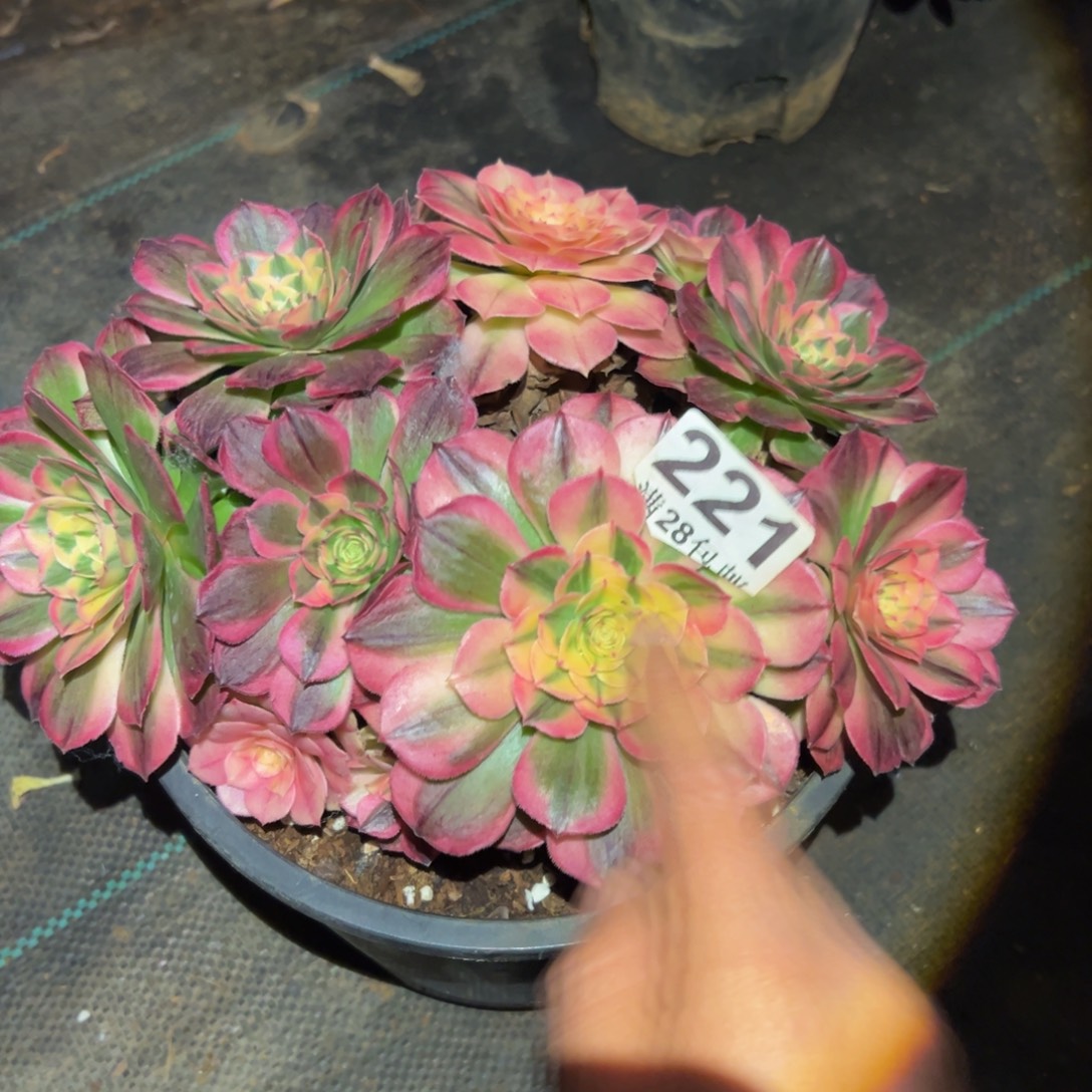 多肉植物221海神的