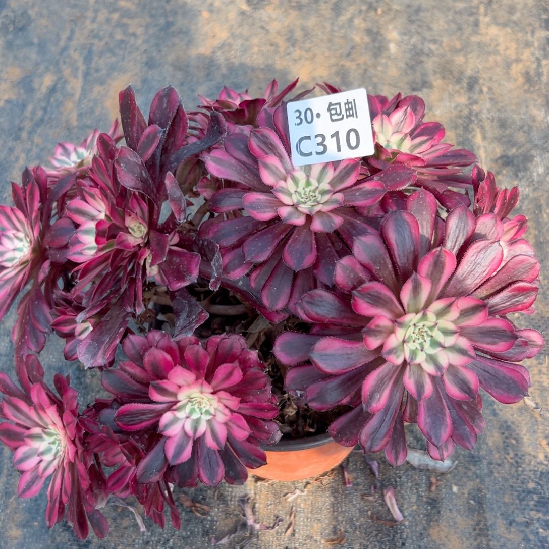 310 瑕疵多肉法师