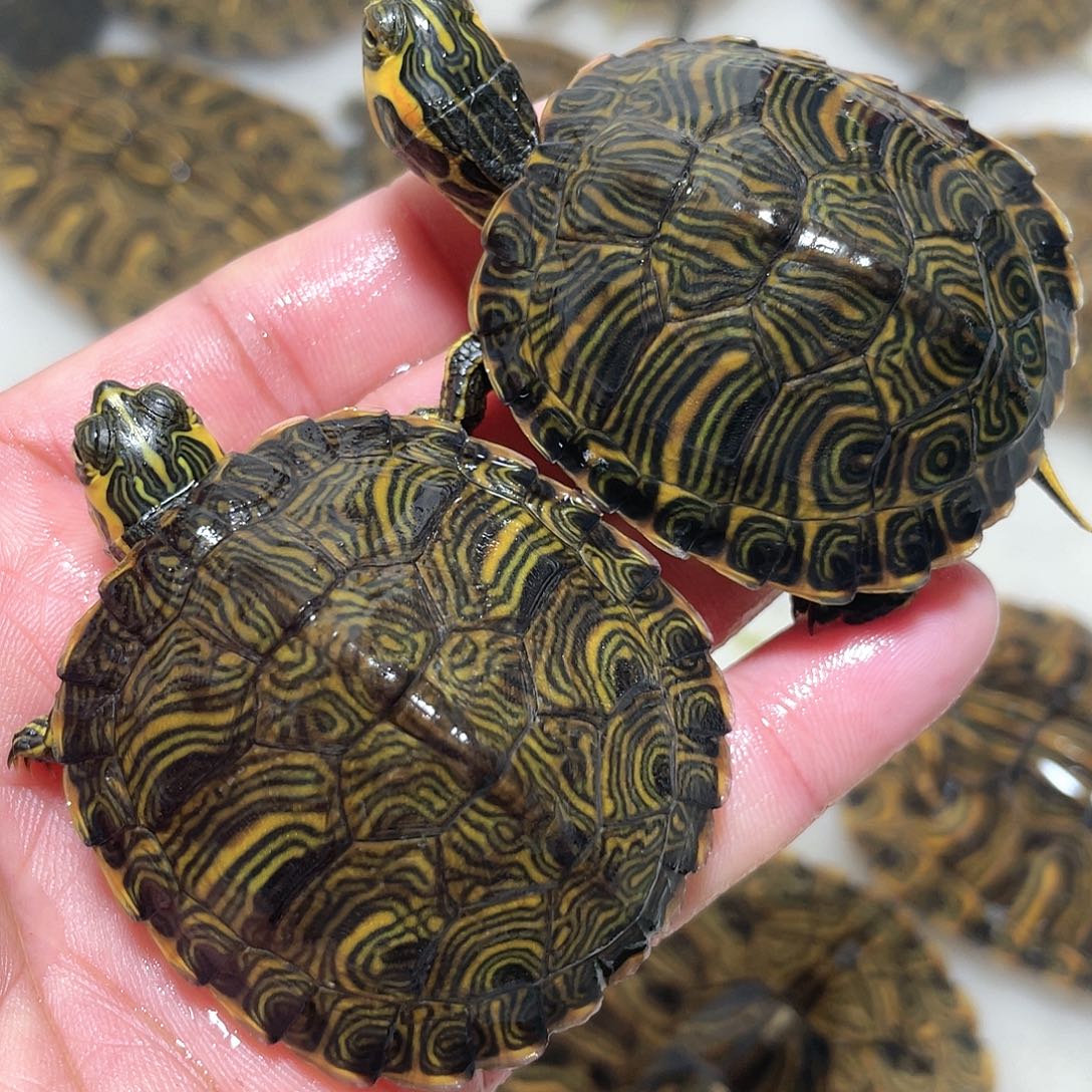 宠物龟不分公母2耳