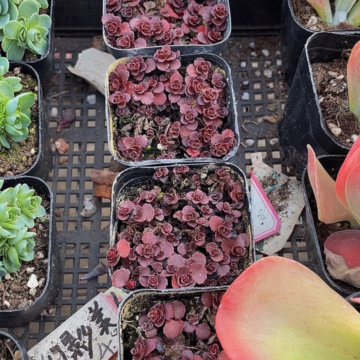 小球玫瑰带哦土发