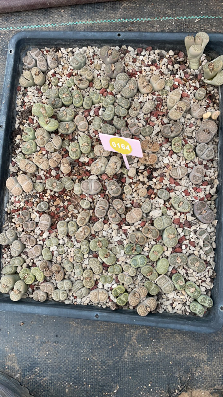 生石花一框非常好看0164