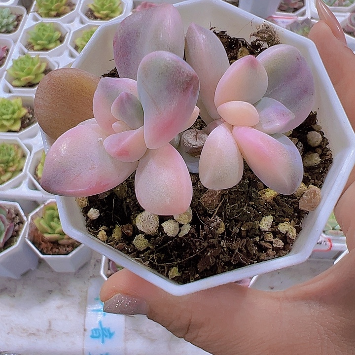 双头紫乐锦19包邮多肉