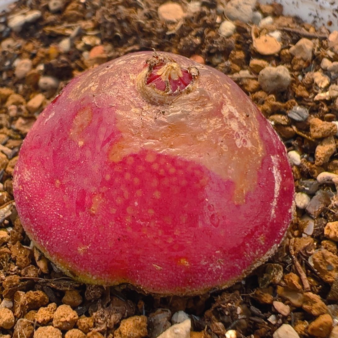 26多肉植物百科知识