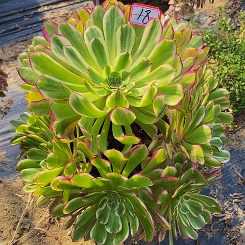 紫烟老桩法师18链接