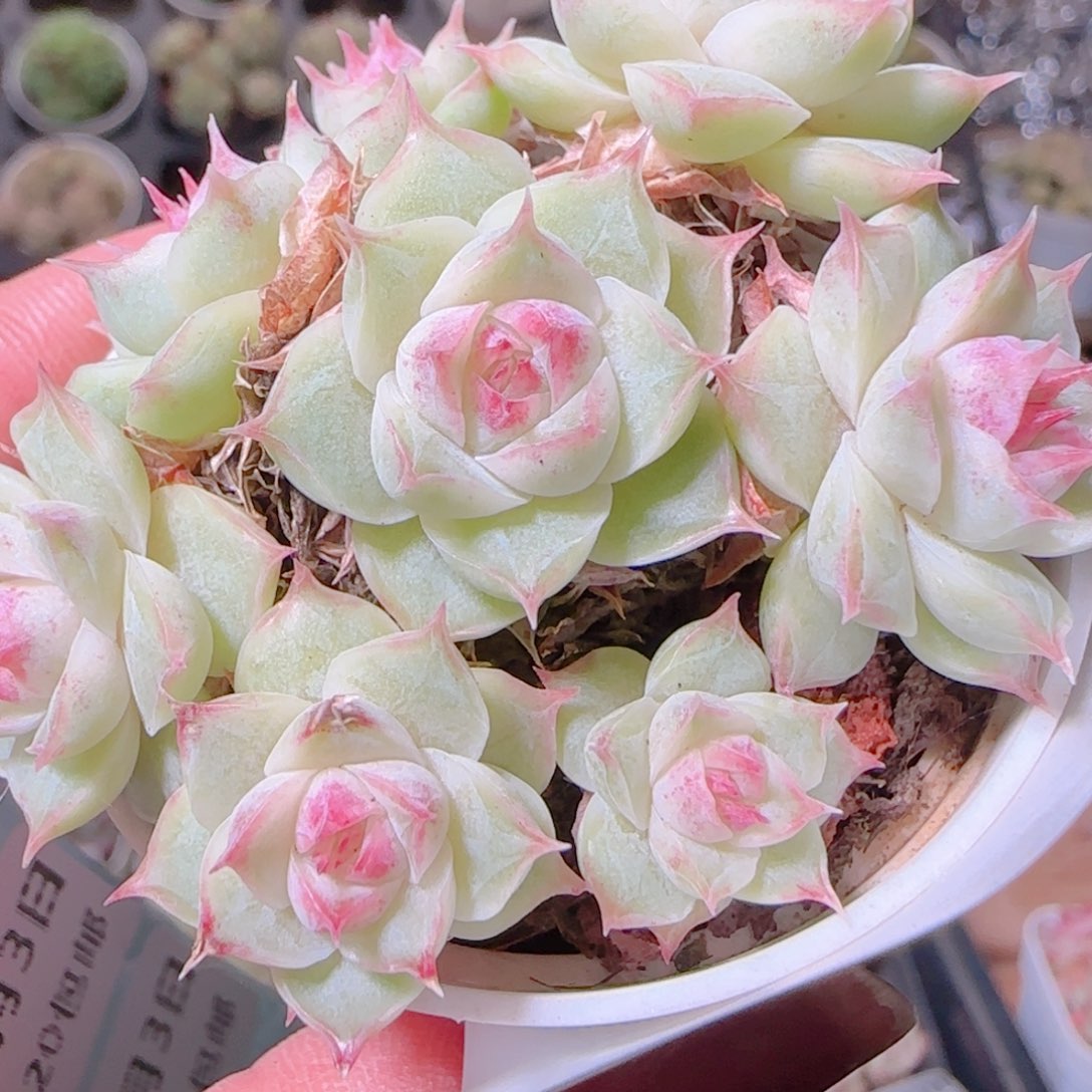 花语逸镜1103-412散