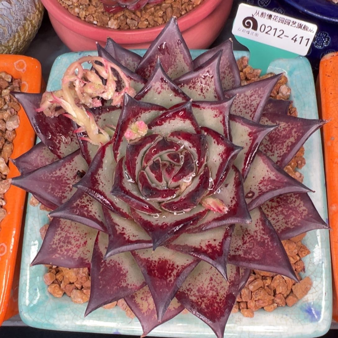 从前慢多肉精选编号0212.411