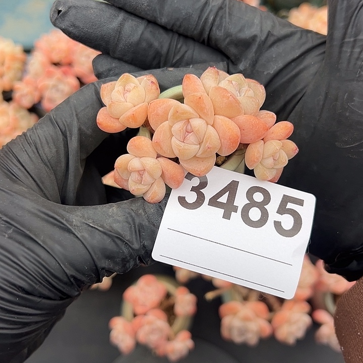 小***鱼3485，五头冰玉带盆发