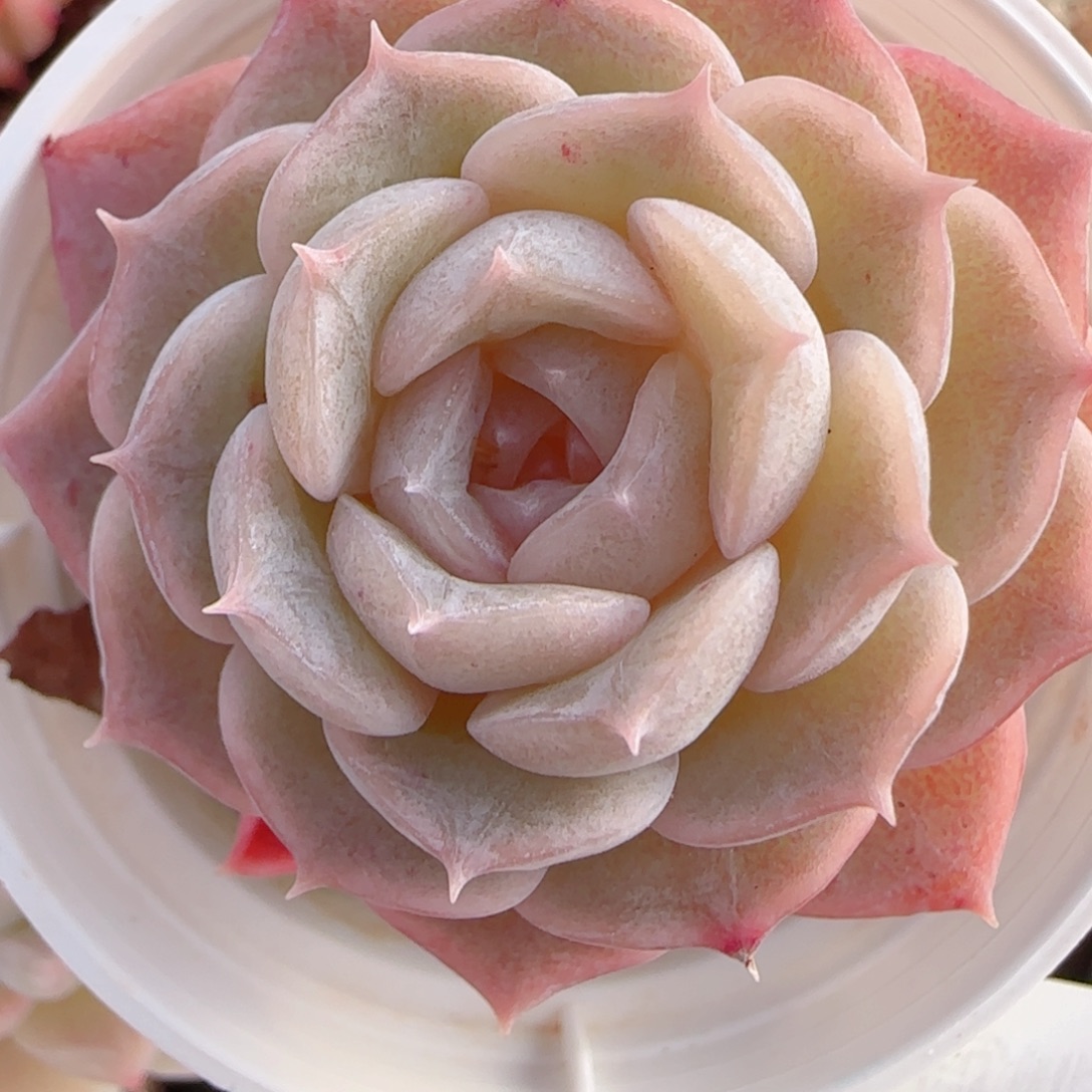 Z***y花语多肉1222-244纯爱