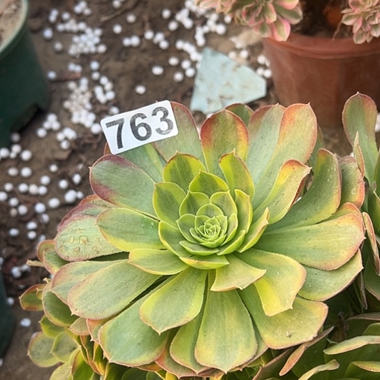 素***编多肉植物一个奶白763