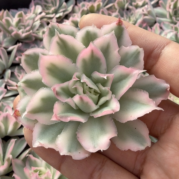 紫蝴蝶锦 主头腹轮锦 