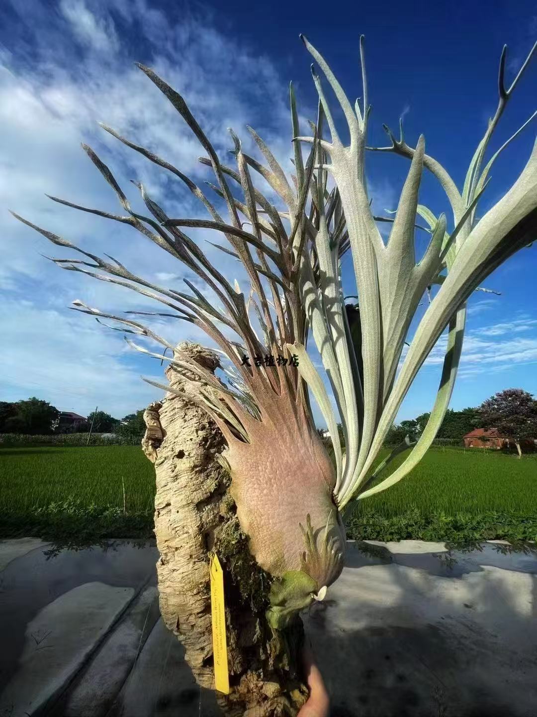 玉女细菌白天鹅ar黄月金刚狼玛莎拉蒂野银鹿角蕨1k-2k