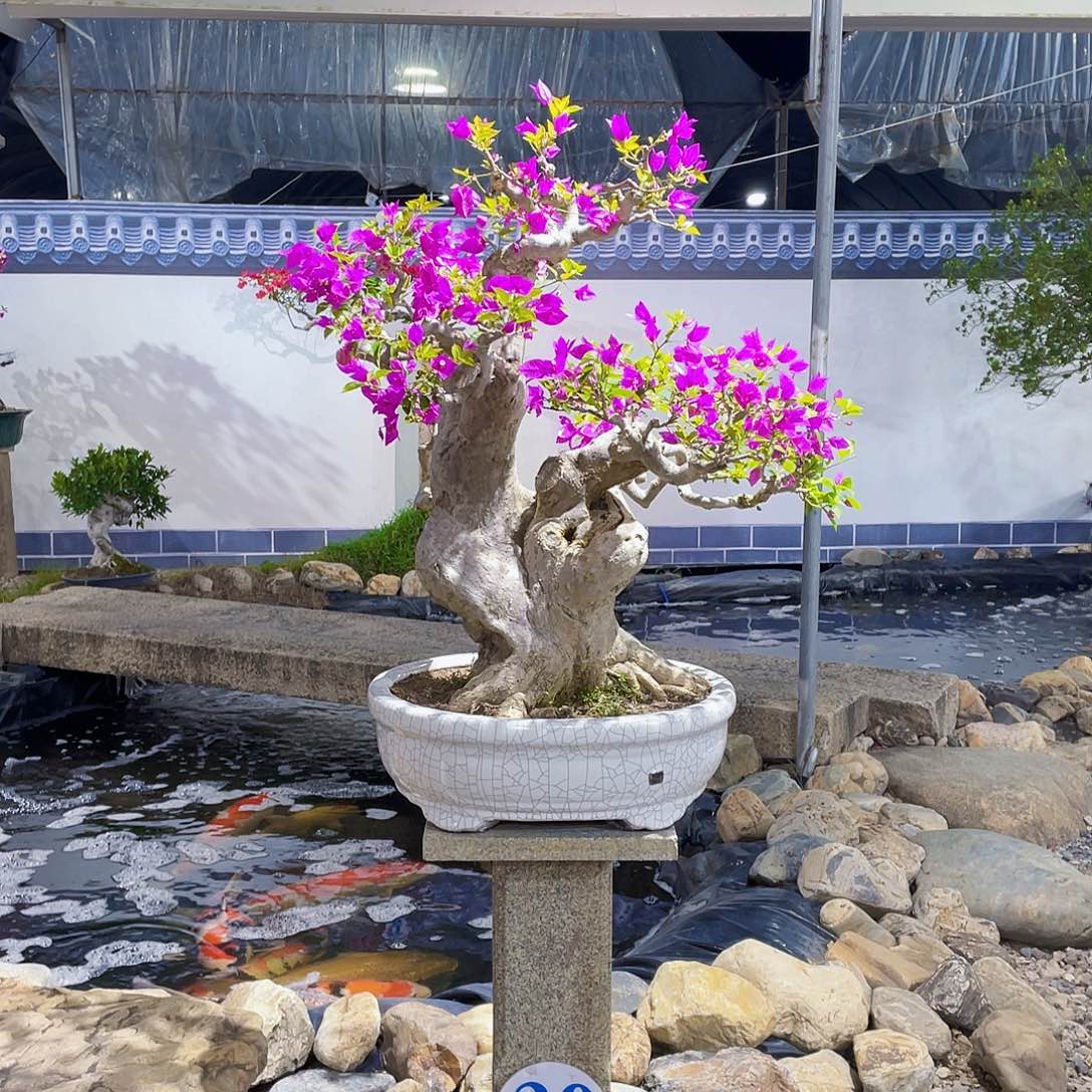 万***帘无花朵三角梅小叶紫