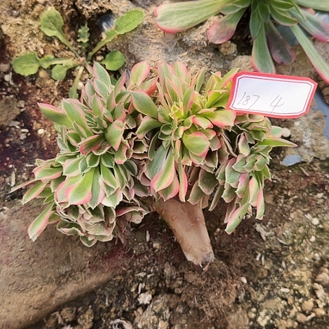 多肉植物女巫缀化187