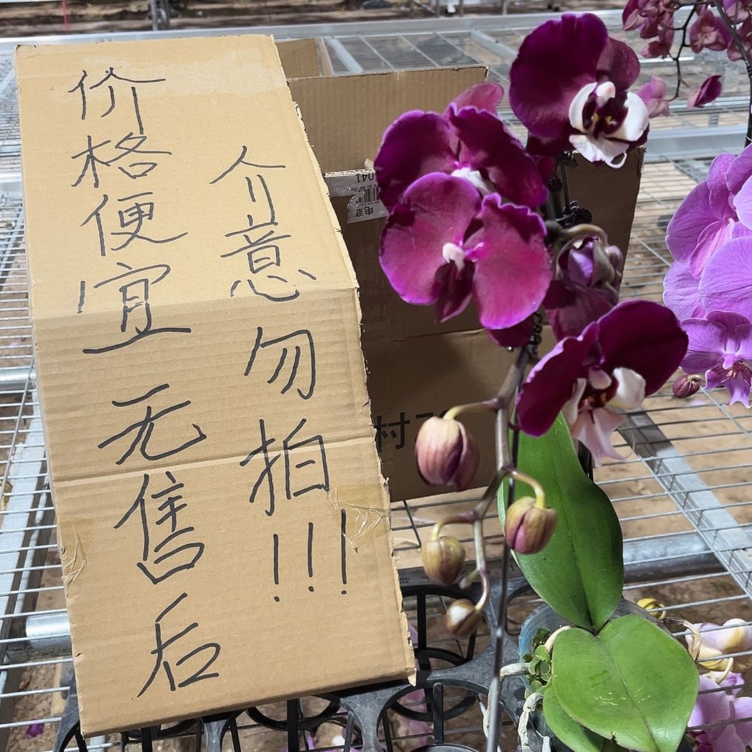 荷***鱼完全开放蝴蝶兰1个 不售后