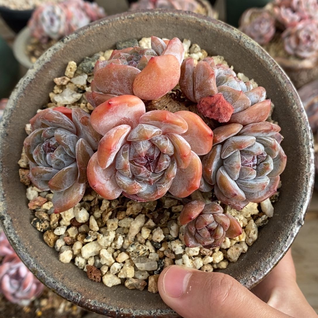 五头带崽红皮紫心 