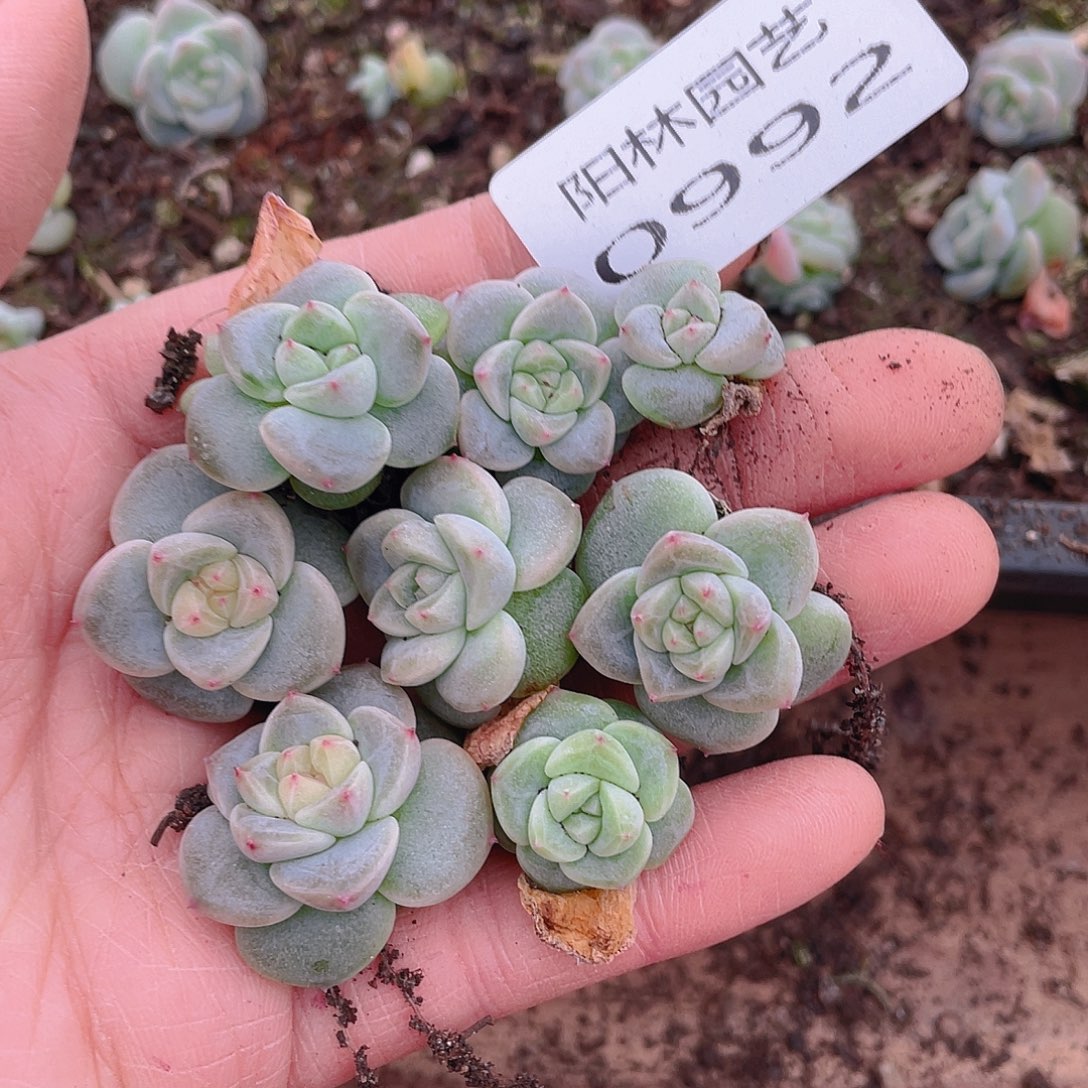 多肉植物多肉植物992