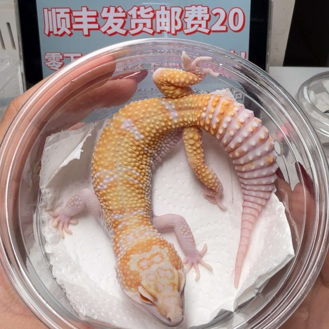 豹纹守宫无褐贝尔弟弟