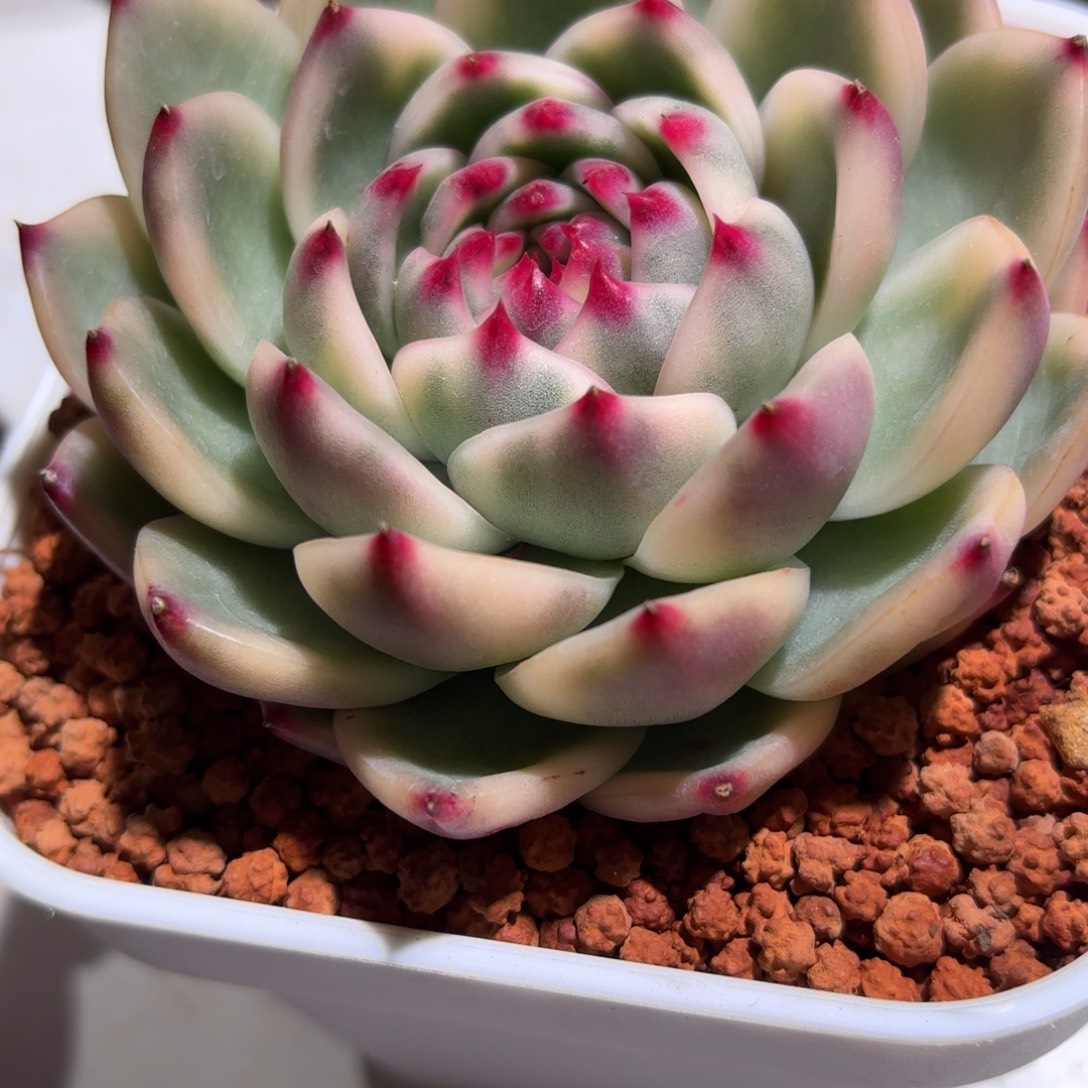 月亮石锦多肉植物